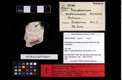 NHMW-GEO-2008z0169-0001_Ol_01.tifProtosphaeroma ernstbrunnense (Bachmayer, 1949)  (NHMW-GEO-2008z0169-0001)